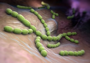 链球菌pneumoniae2