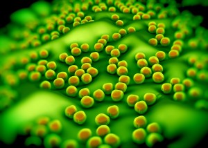 金黄色葡萄球菌(MRSA)细菌